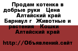 Продам котенка в добрые руки › Цена ­ 500 - Алтайский край, Барнаул г. Животные и растения » Кошки   . Алтайский край